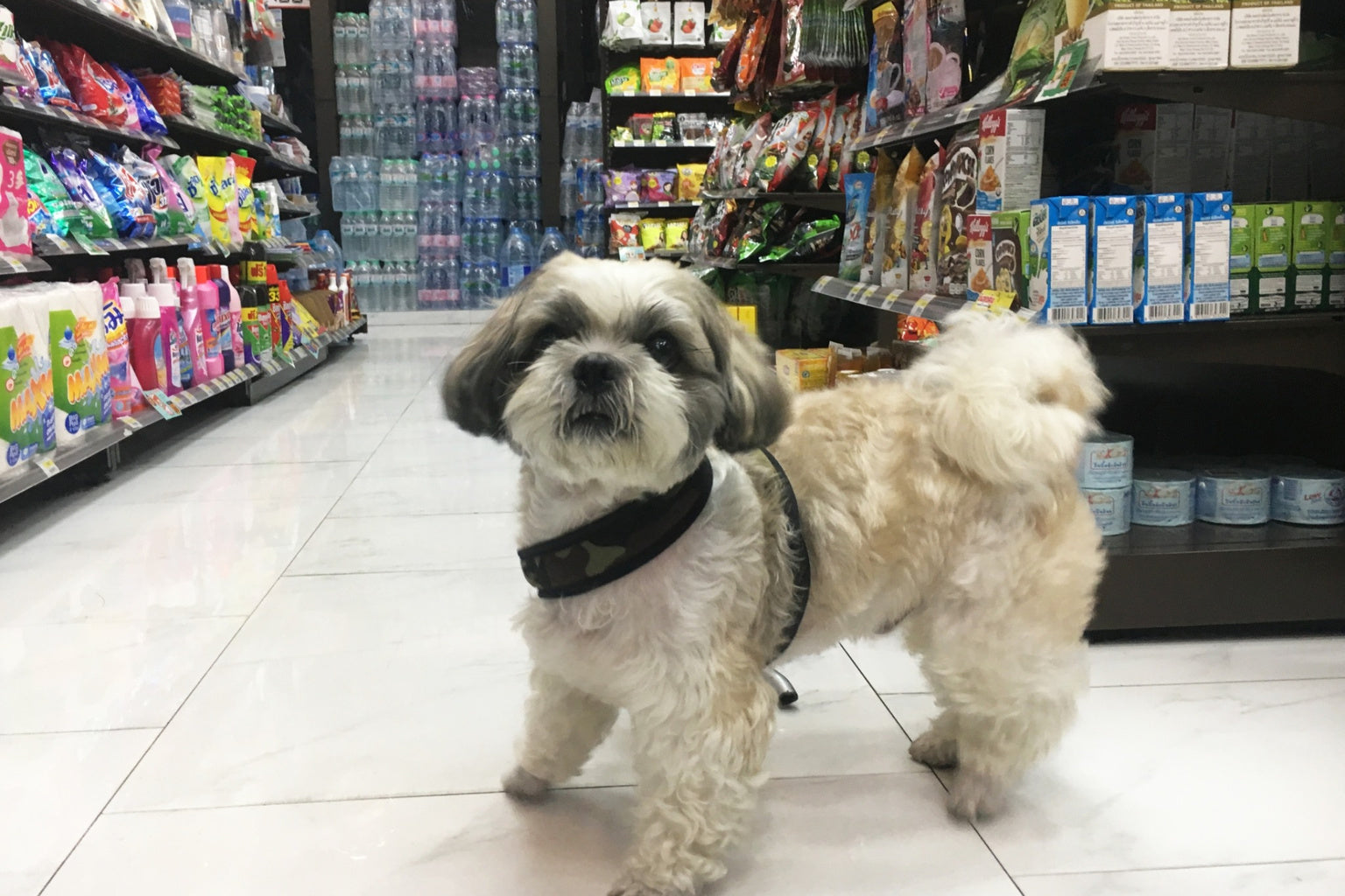 small dog standing in supermarket aisle