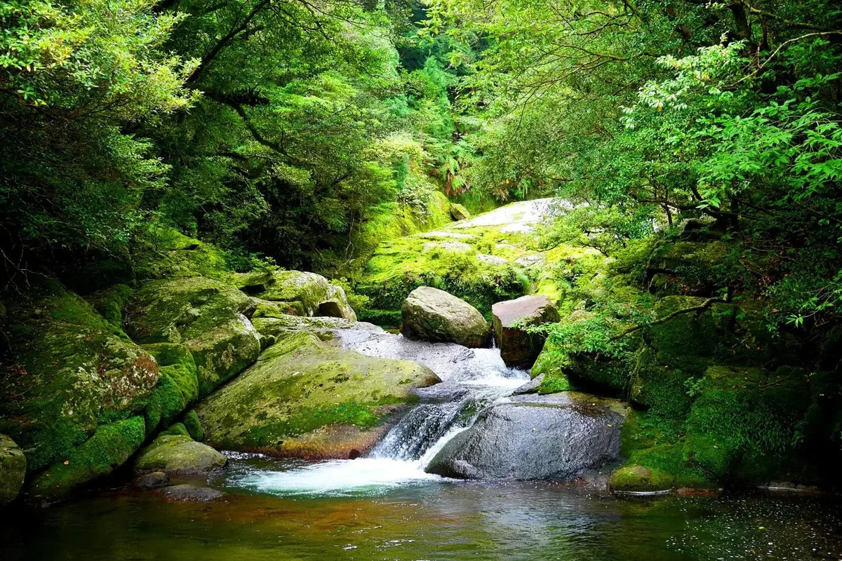 Clear forest stream in Japan surrounded by green trees and rocks