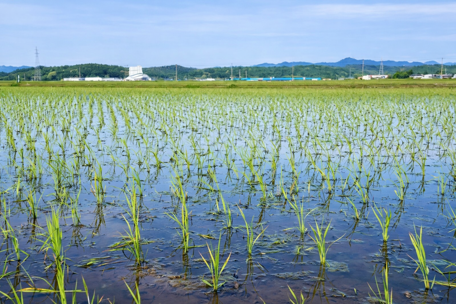 日本の田園風景と水田に広がる自然 温泉水99が生まれる日本の水の原風景
