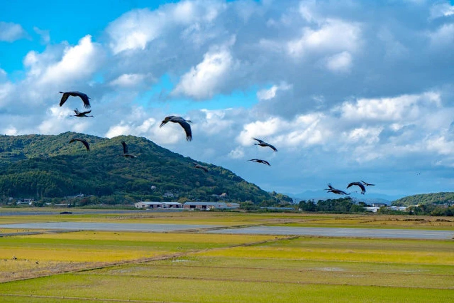 出水平野の上を舞うツルの群れ。平和と共生を伝える祈りの光景。