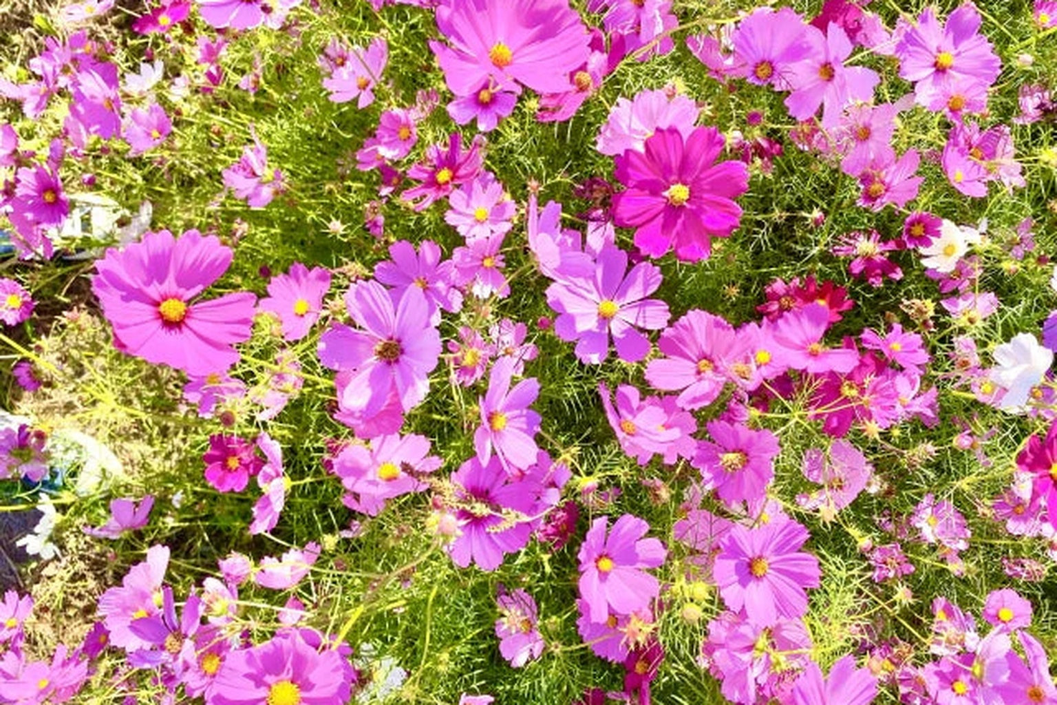 Colorful cosmos flowers in Osaki Town, Kagoshima — symbolizing harmony with nature and the beauty of a sustainable community.