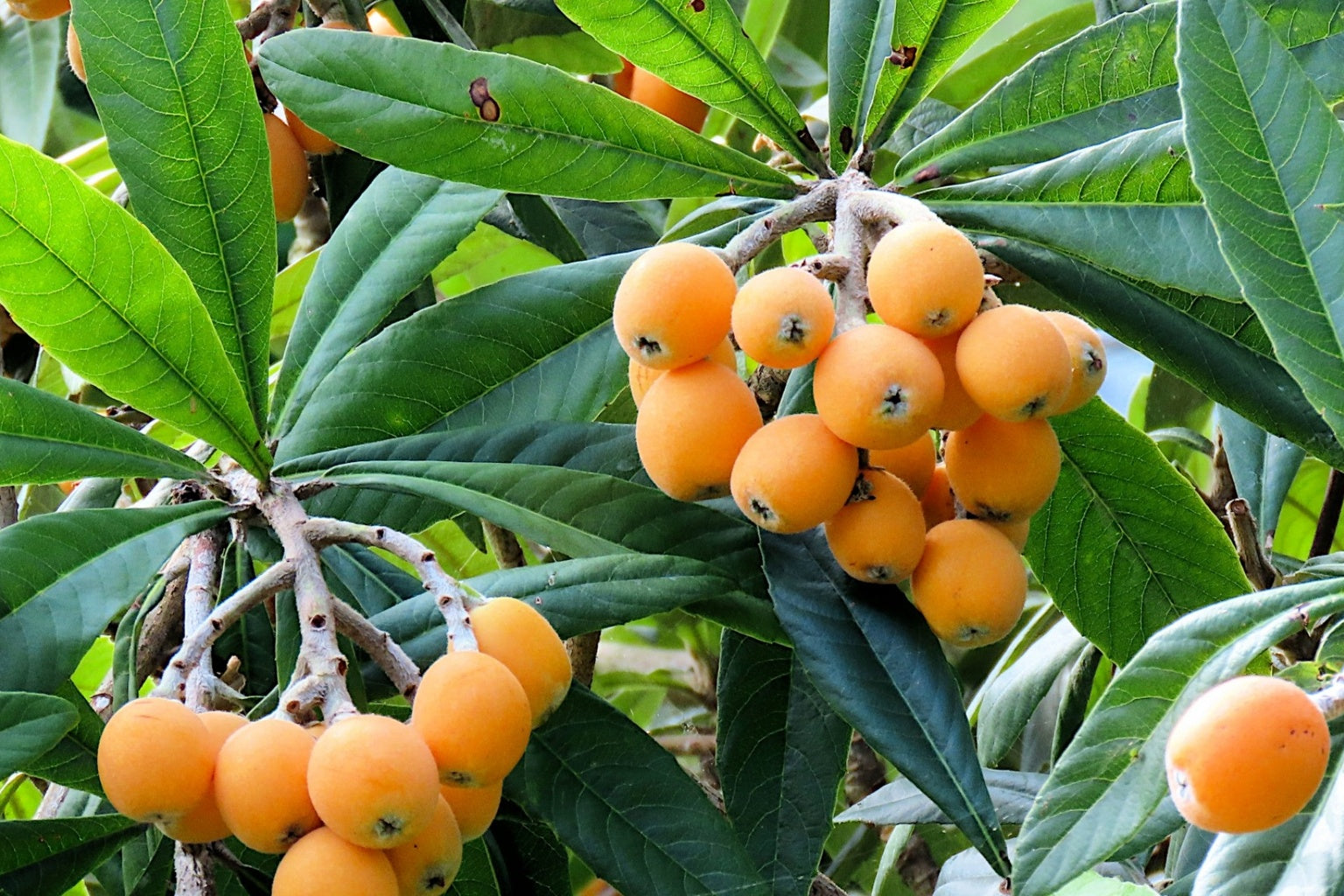 Tarumizu Kagoshima loquat fruit growing on tree in Japan – fresh Japanese loquat from warm coastal climate