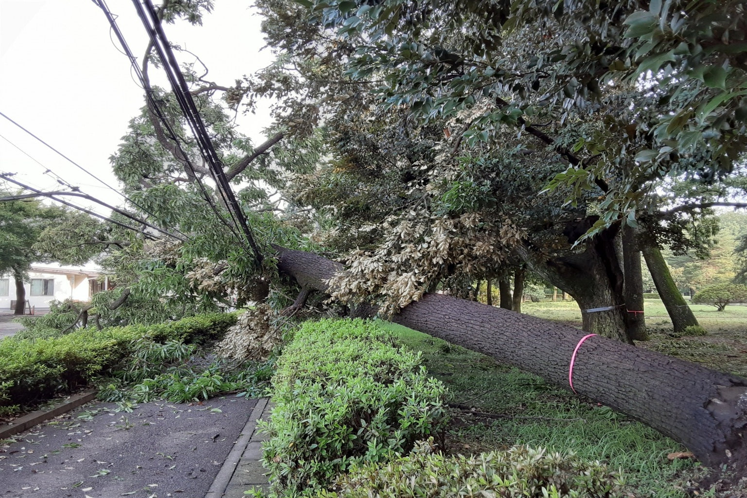Fallen tree damaging power lines during a storm, highlighting power outage risks during Thailand's rainy season