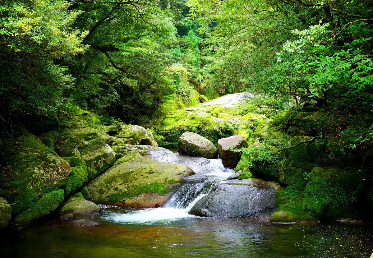Clear forest stream in Japan surrounded by green trees and rocks
