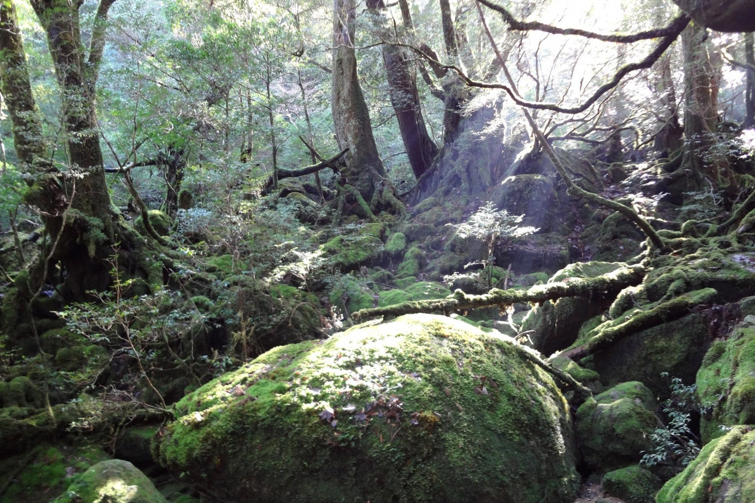 ancient forest nature symbolizing geological layers filtering natural spring water