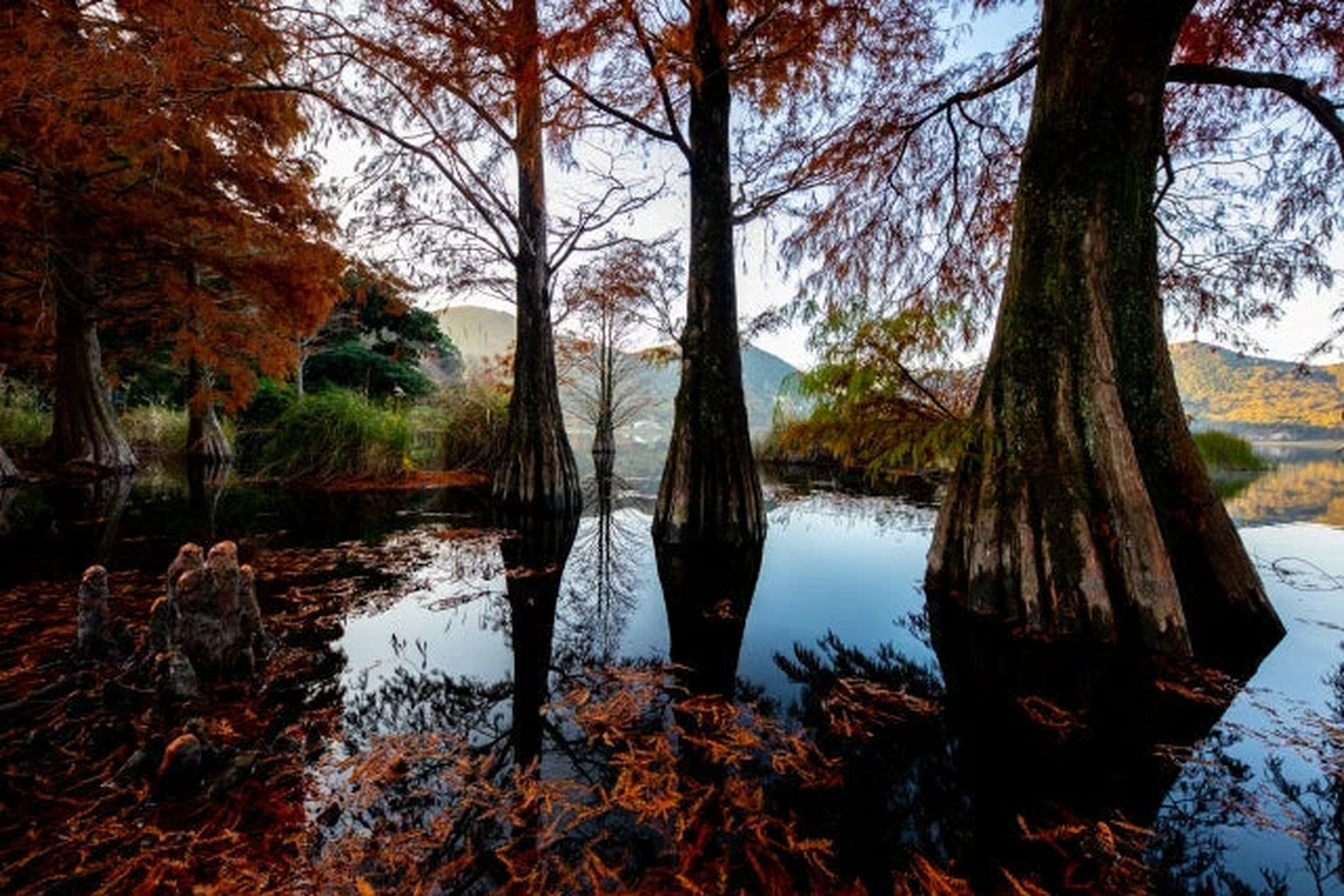 藺牟田池のメタセコイアが水面に映る風景。薩摩川内市の「祈り」と「水」を象徴する癒しの光景。