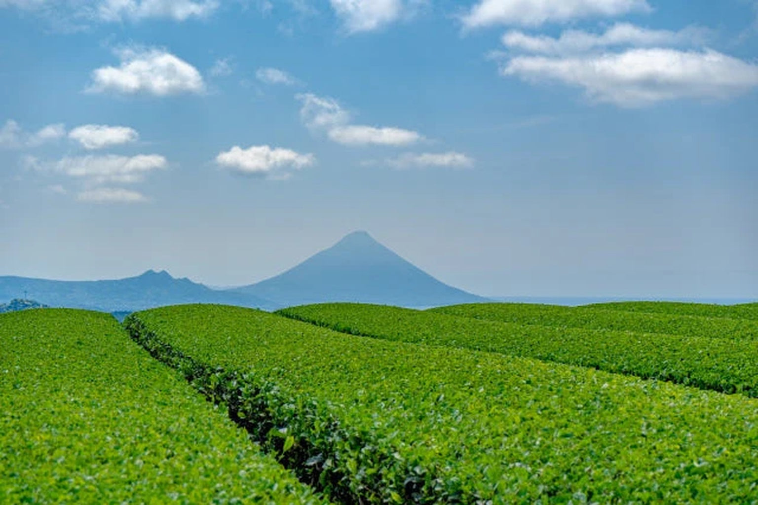 開聞岳を背景に広がる知覧茶畑の絶景（南九州市）